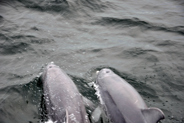 dolphins in Destin Florida